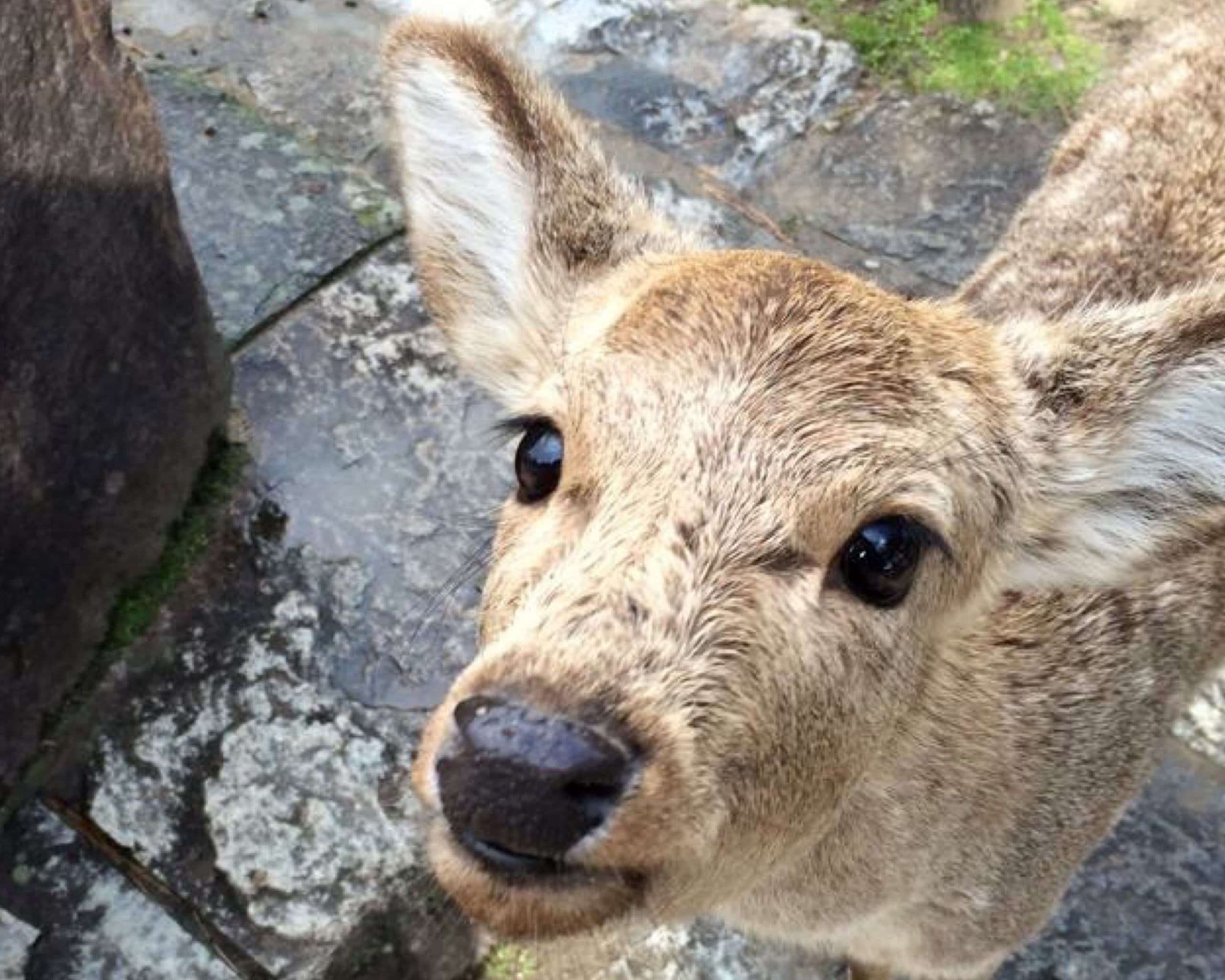Les daims du parc de Nara