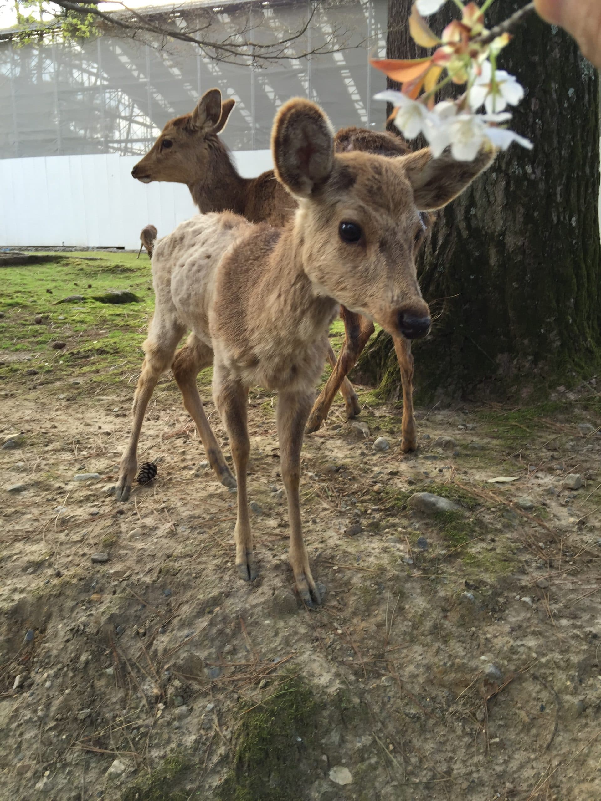 Les faons de Nara thumbnail