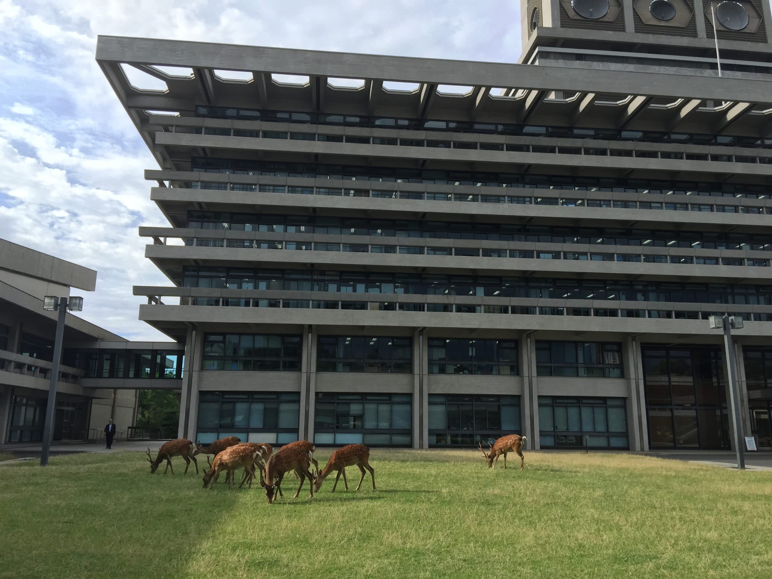 Le toit de la préfecture de Nara thumbnail