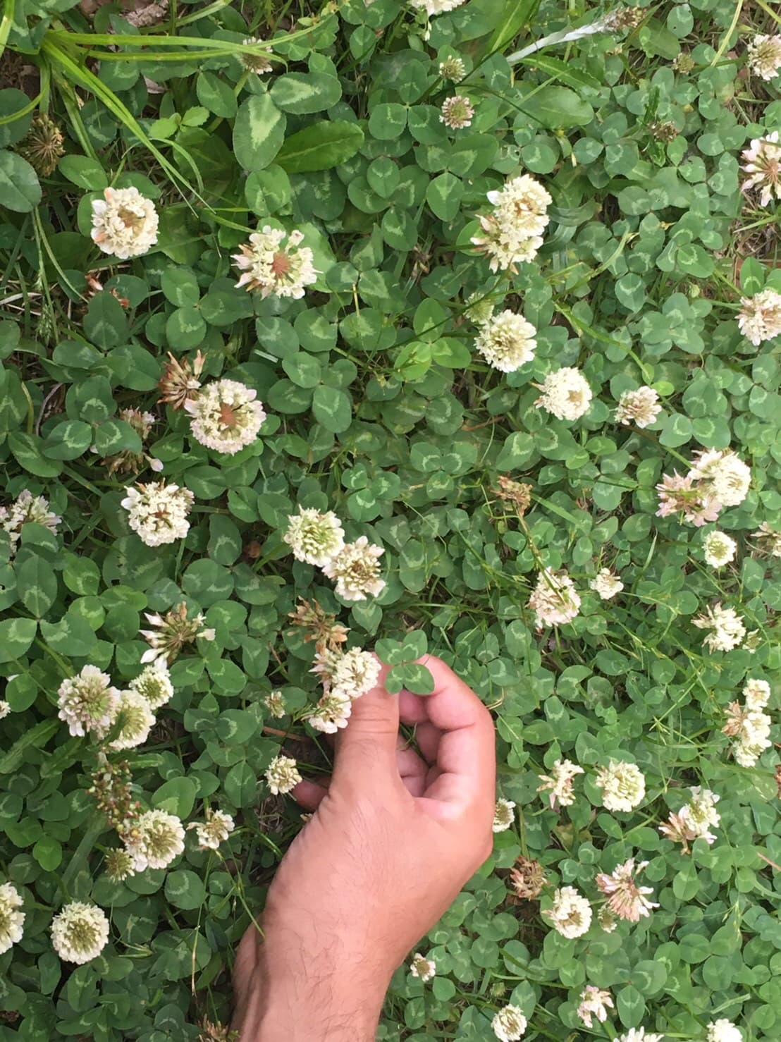 Promenade dans le parc château d’Osaka thumbnail