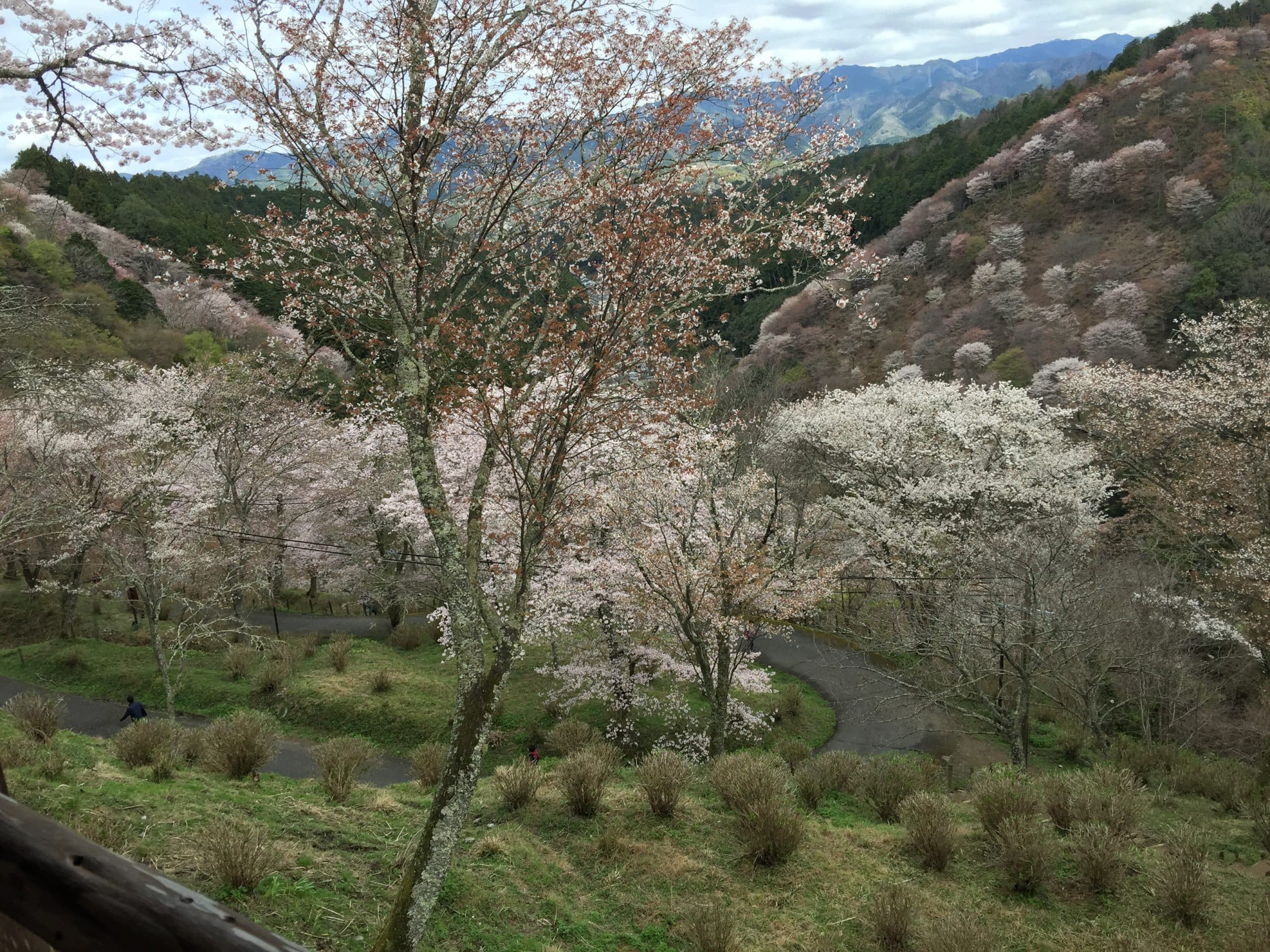 Yoshino Nakasenbon thumbnail