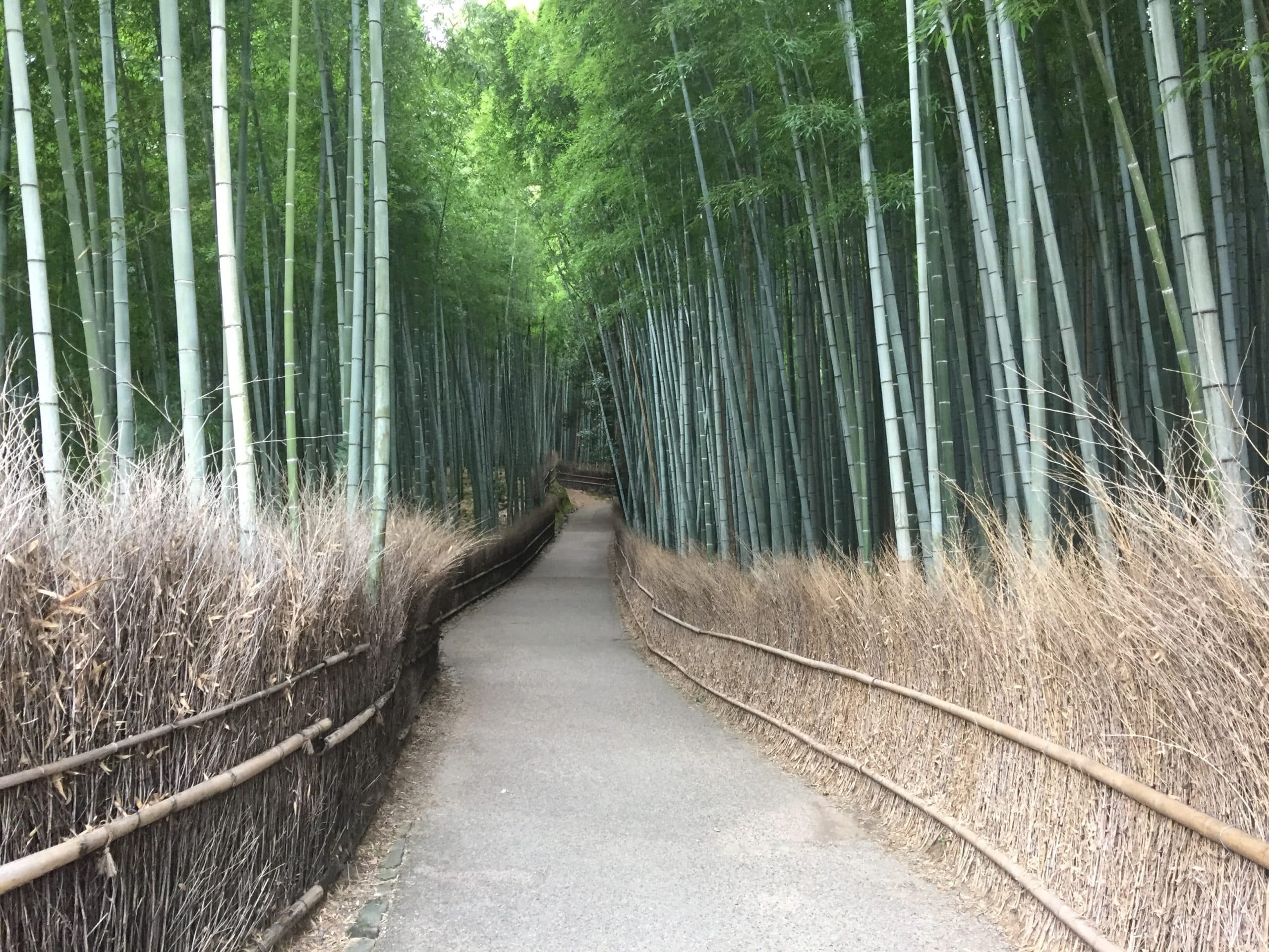 La forêt de bambous d'Arashiyama thumbnail