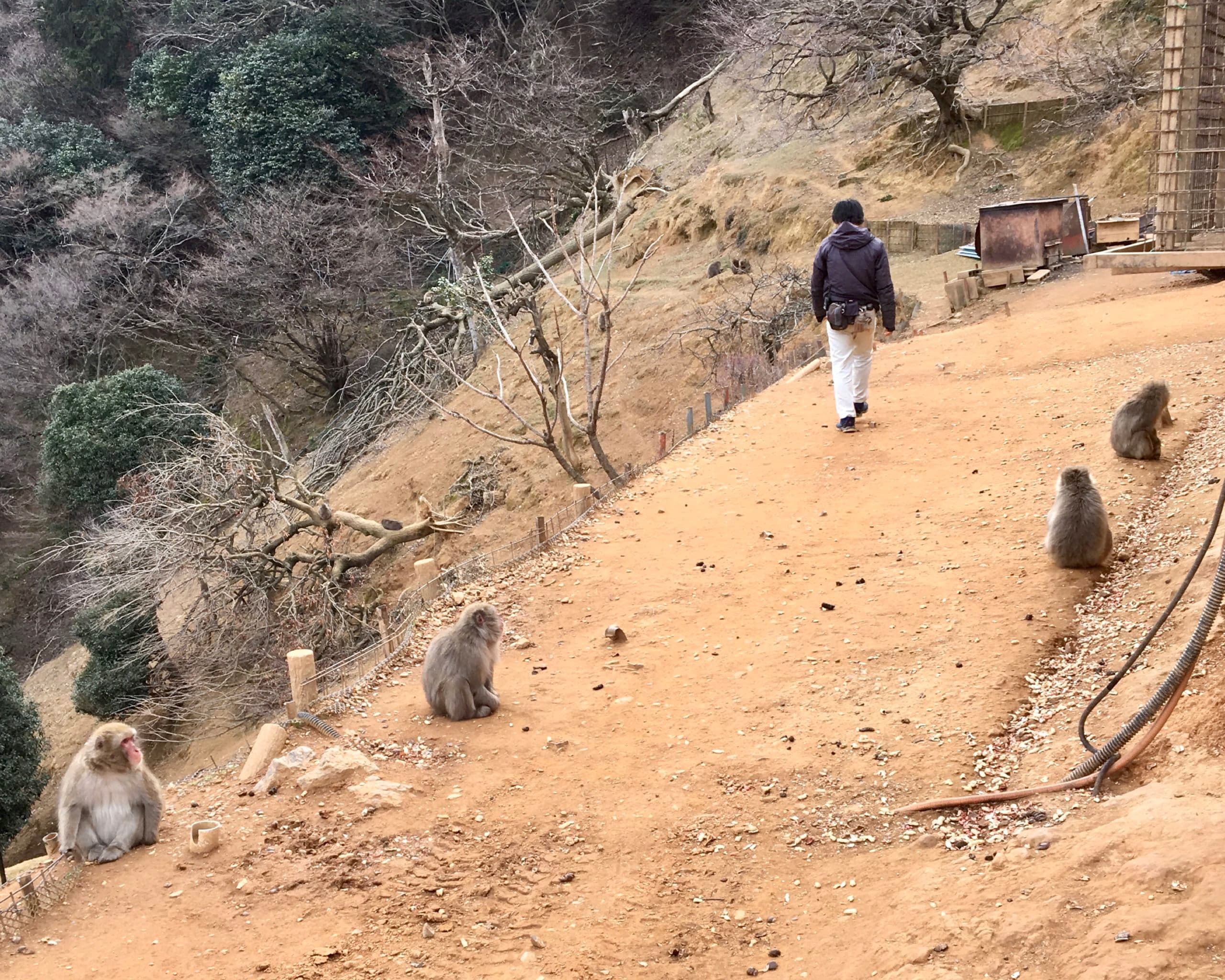 Kyoto - le parc aux singes d'Iwatayama thumbnail
